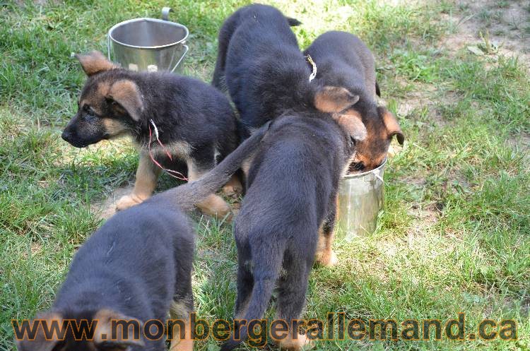 Les chiots a Kenya !