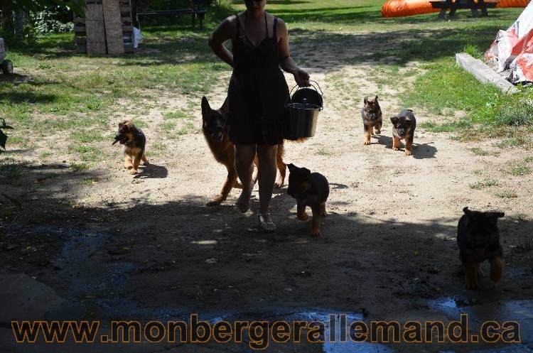 Les chiots a Kenya !