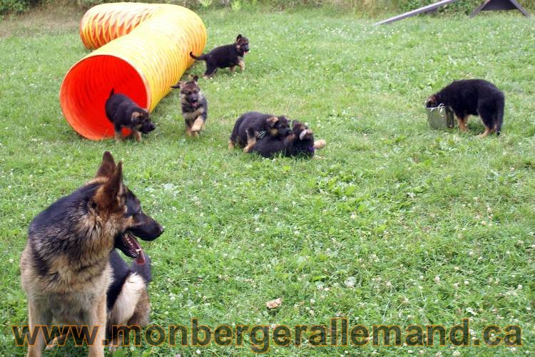 Chiots berger allemand a Kenya 25 juillet 2011