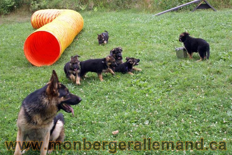 Chiots berger allemand a Kenya 25 juillet 2011