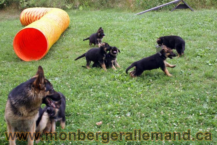 Chiots berger allemand a Kenya 25 juillet 2011