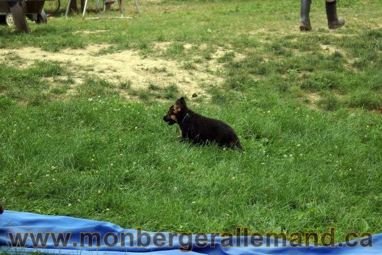 Chiots berger allemand a Kenya 25 juillet 2011
