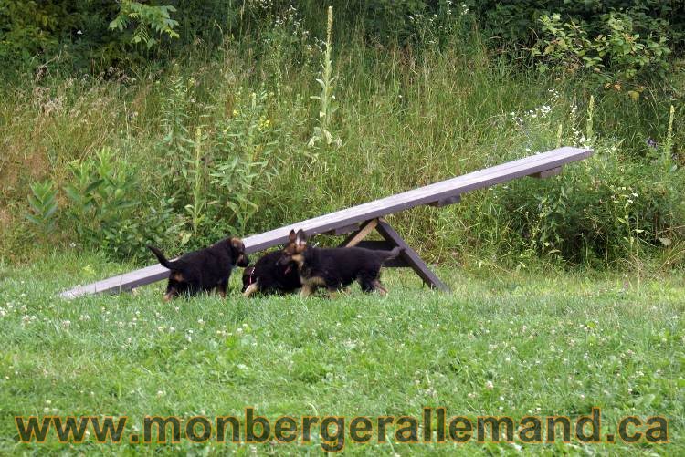 Chiots berger allemand a Kenya 25 juillet 2011
