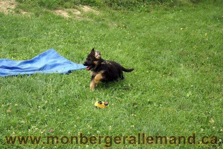 Chiots berger allemand a Kenya 25 juillet 2011