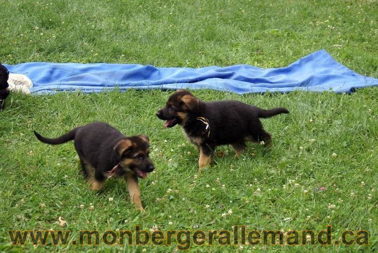 Chiots berger allemand a Kenya 25 juillet 2011