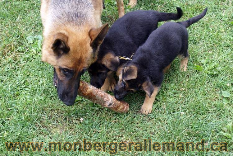 Chiots berger allemand a Kenya 25 juillet 2011
