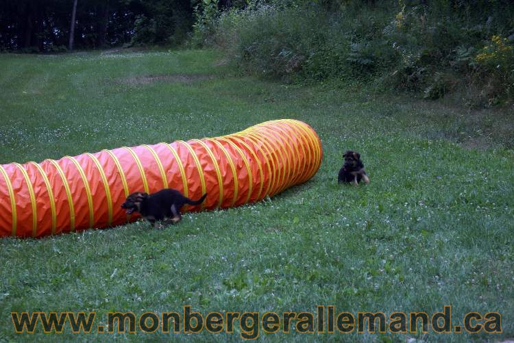 Chiots berger allemand a Kenya 25 juillet 2011