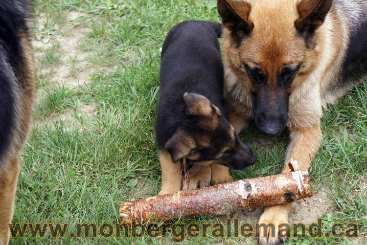 Chiots berger allemand a Kenya 25 juillet 2011