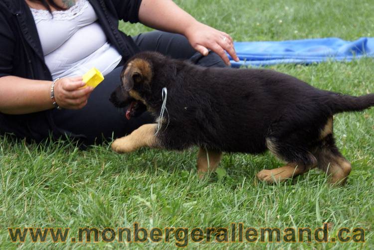 Chiots berger allemand a Kenya 25 juillet 2011