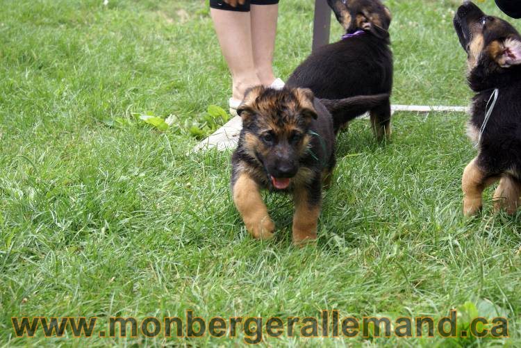 Chiots berger allemand a Kenya 25 juillet 2011