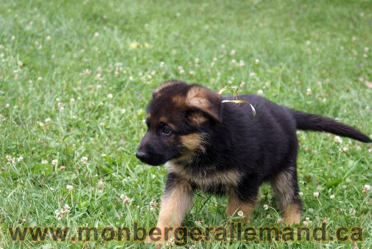 Chiots berger allemand a Kenya 25 juillet 2011