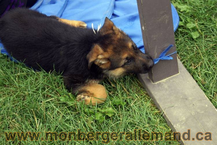 Chiots berger allemand a Kenya 25 juillet 2011