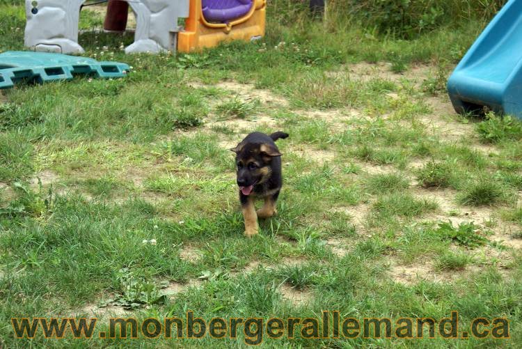 Chiots berger allemand a Kenya 25 juillet 2011