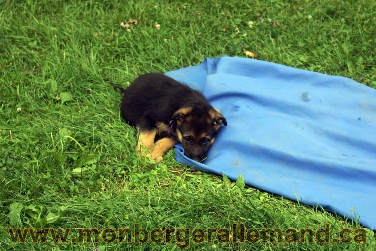 Chiots berger allemand a Kenya 25 juillet 2011