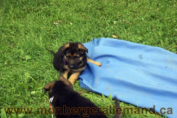 Chiots berger allemand a Kenya 25 juillet 2011