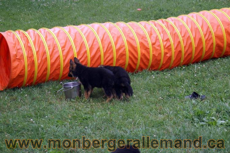 Chiots berger allemand a Kenya 25 juillet 2011