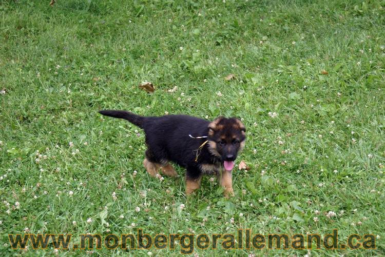 Chiots berger allemand a Kenya 25 juillet 2011