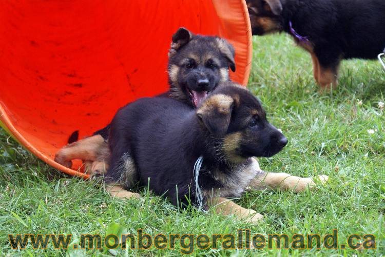 Chiots berger allemand a Kenya 25 juillet 2011