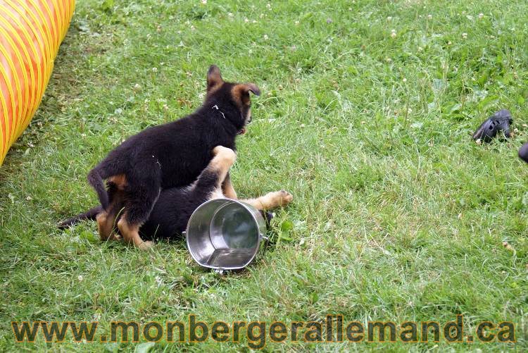 Chiots berger allemand a Kenya 25 juillet 2011