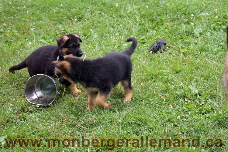 Chiots berger allemand a Kenya 25 juillet 2011