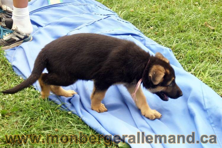 Chiots berger allemand a Kenya 25 juillet 2011