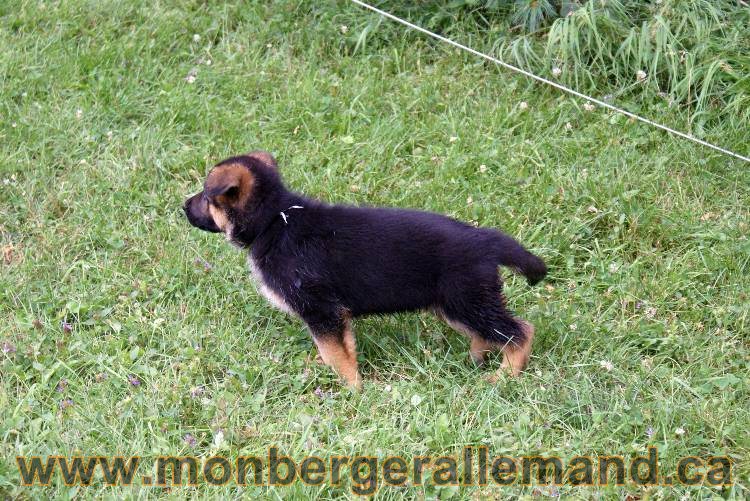 Chiots berger allemand a Kenya 25 juillet 2011