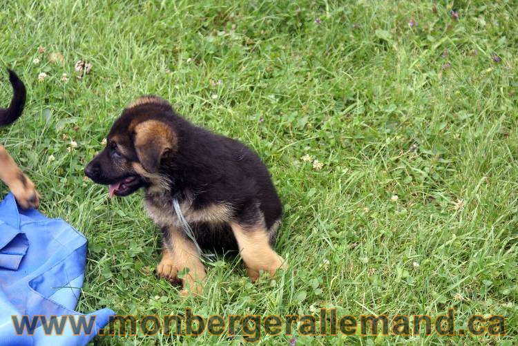 Chiots berger allemand a Kenya 25 juillet 2011