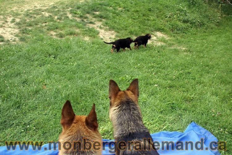 Chiots berger allemand a Kenya 25 juillet 2011