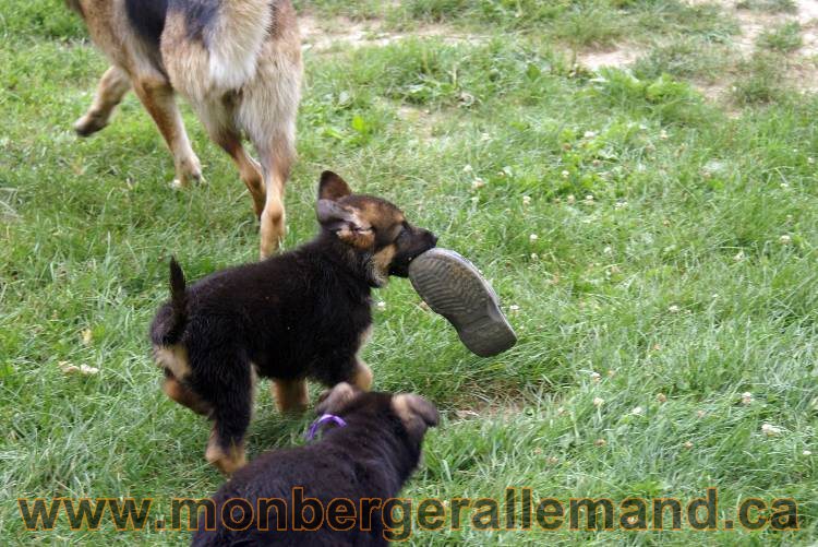 Chiots berger allemand a Kenya 25 juillet 2011