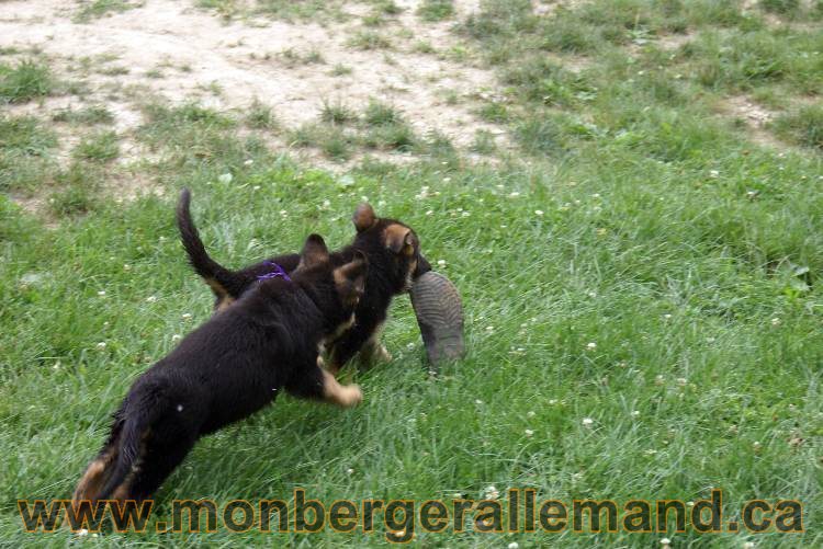Chiots berger allemand a Kenya 25 juillet 2011