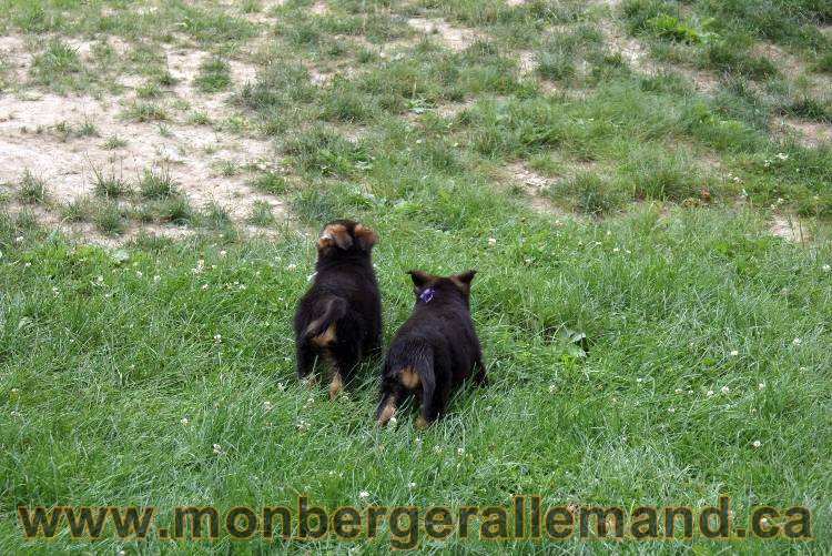 Chiots berger allemand a Kenya 25 juillet 2011