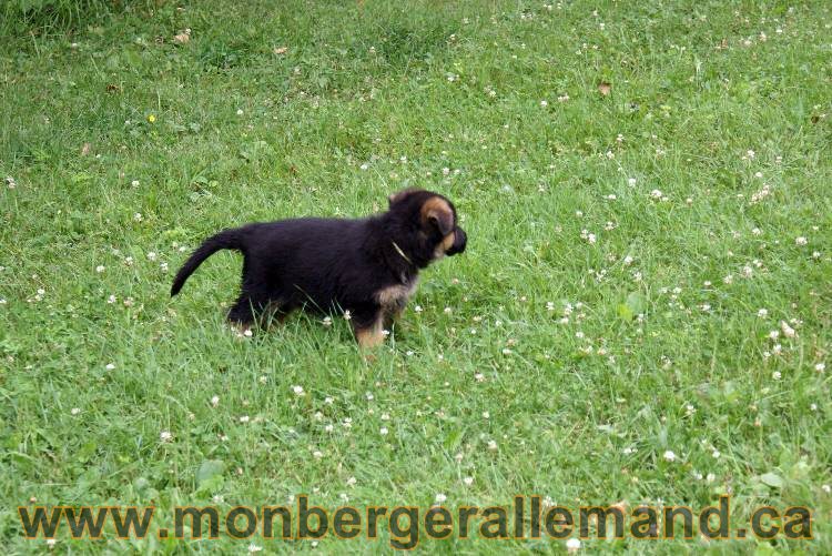 Chiots berger allemand a Kenya 25 juillet 2011