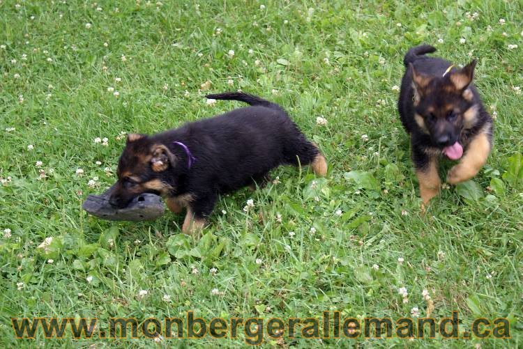 Chiots berger allemand a Kenya 25 juillet 2011