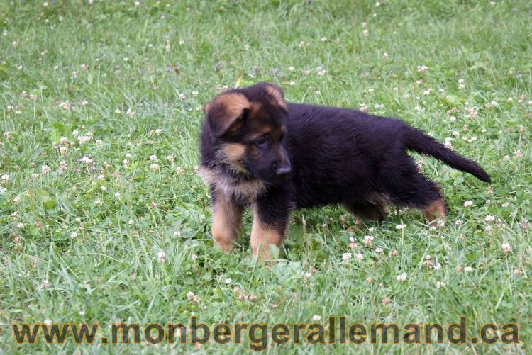 Chiots berger allemand a Kenya 25 juillet 2011