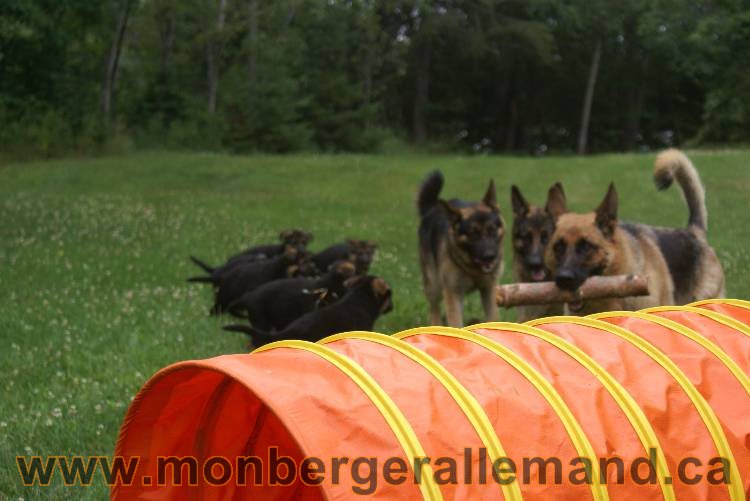 Chiots berger allemand a Kenya 25 juillet 2011