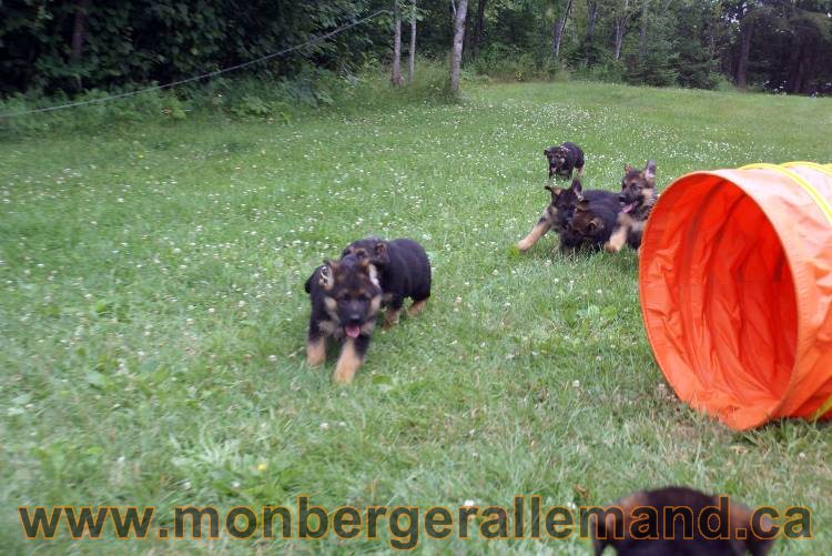Chiots berger allemand a Kenya 25 juillet 2011