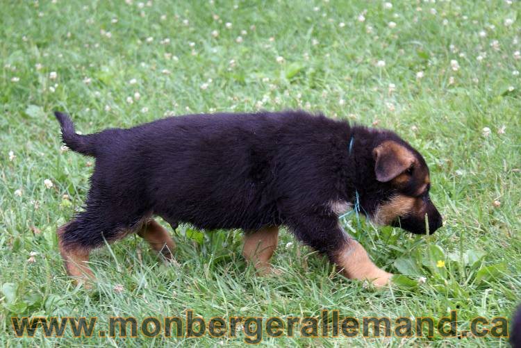 Chiots berger allemand a Kenya 25 juillet 2011