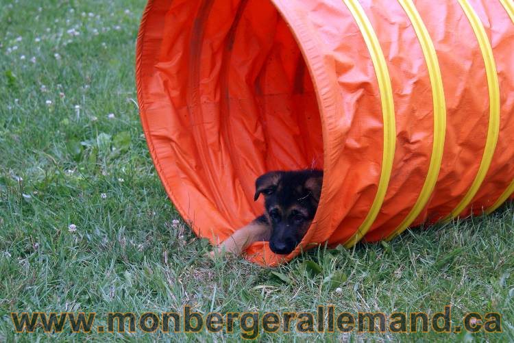 Chiots berger allemand a Kenya 25 juillet 2011