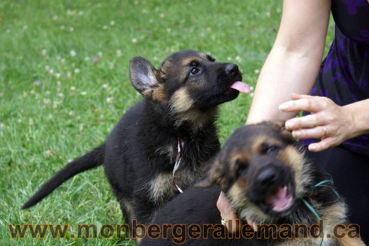 Chiots berger allemand a Kenya 25 juillet 2011
