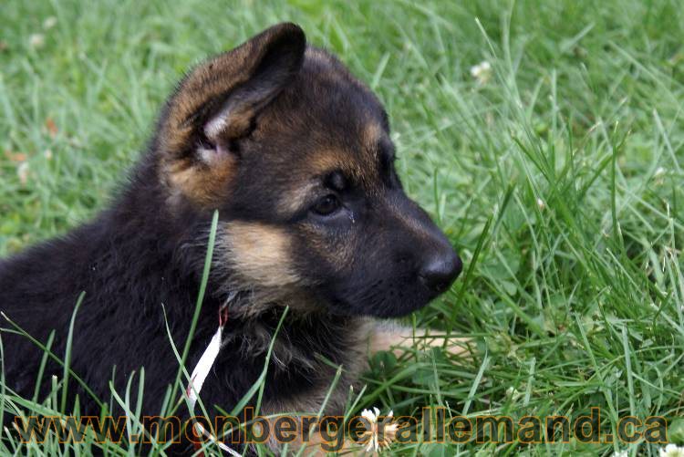 Chiots berger allemand a Kenya 25 juillet 2011