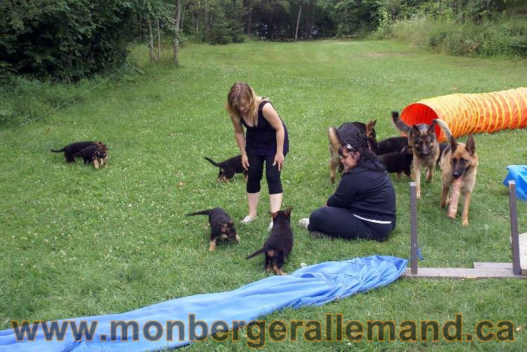 Chiots berger allemand a Kenya 25 juillet 2011