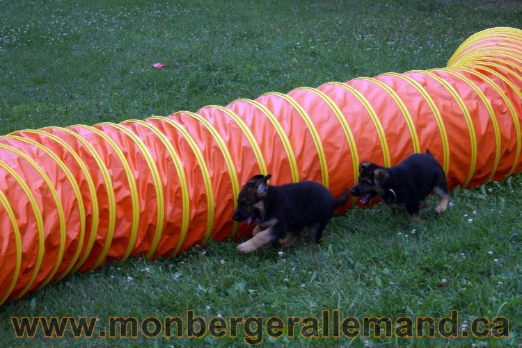 Chiots berger allemand a Kenya 25 juillet 2011