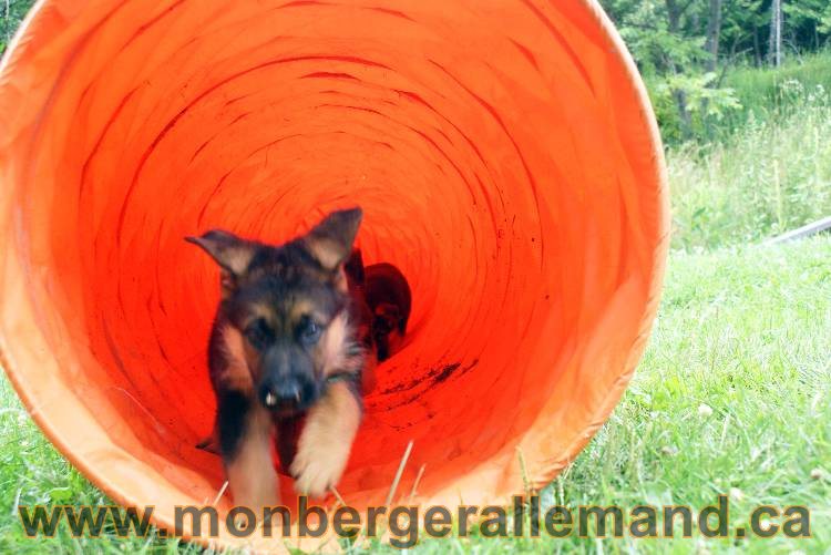 Chiots berger allemand a Kenya 25 juillet 2011