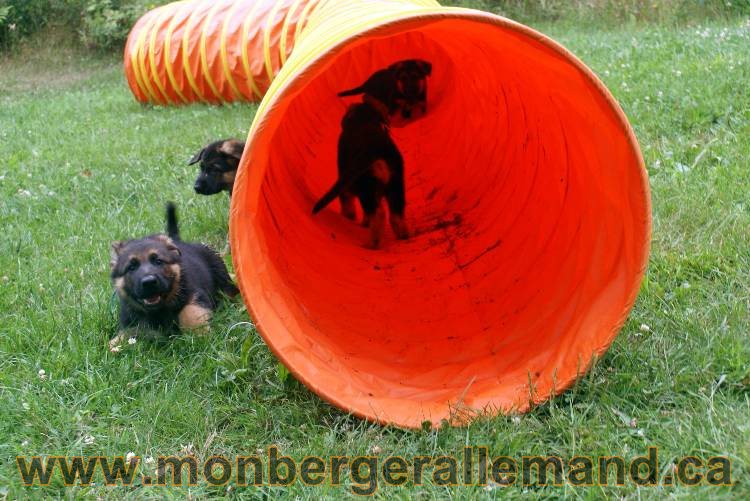 Chiots berger allemand a Kenya 25 juillet 2011