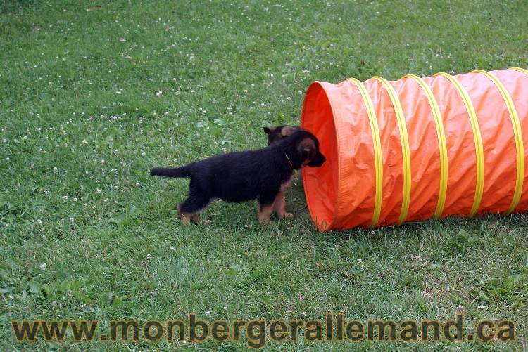 Chiots berger allemand a Kenya 25 juillet 2011