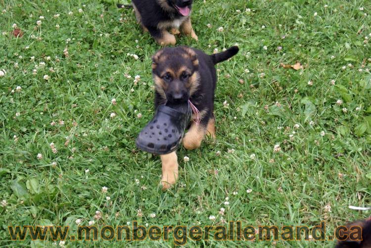 Chiots berger allemand a Kenya 25 juillet 2011