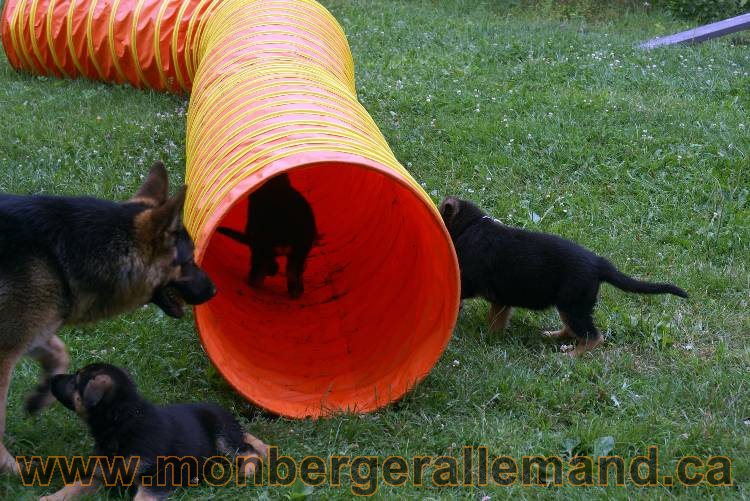 Chiots berger allemand a Kenya 25 juillet 2011