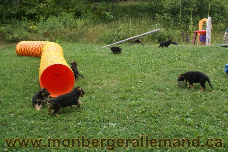 Chiots berger allemand a Kenya 25 juillet 2011