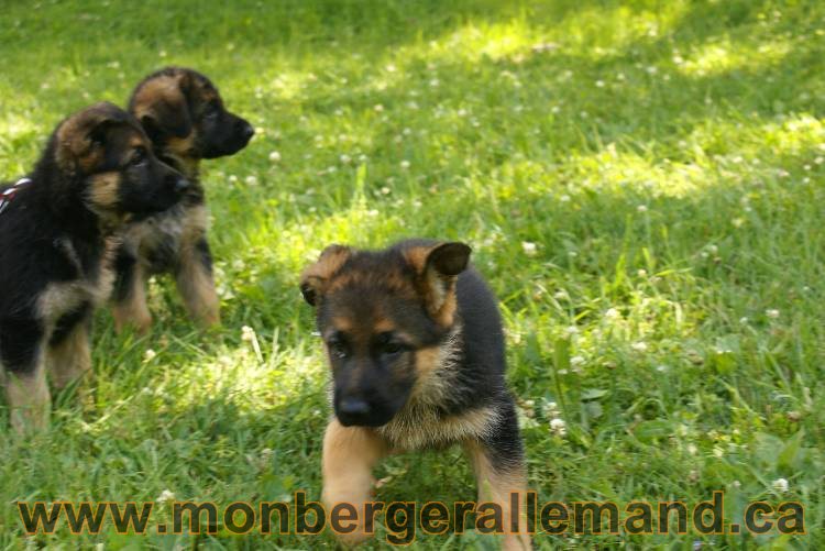 Les chiots a Kenya avec Roxy comme invité !