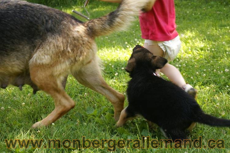 Les chiots a Kenya avec Roxy comme invité !